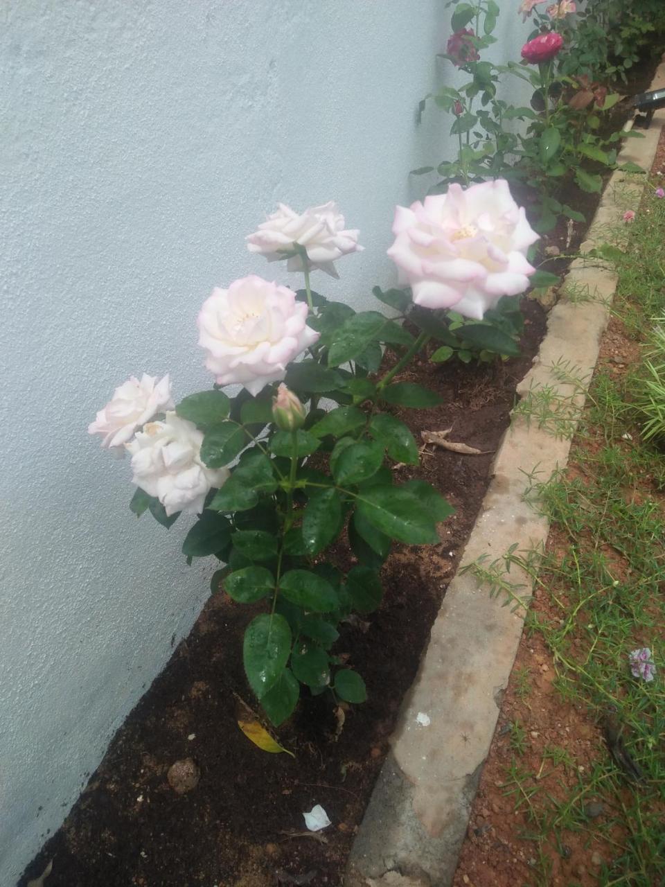 Living Home نيجومبو المظهر الخارجي الصورة